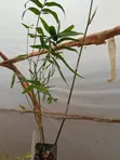 Miti Midogo ya Bambusa kwa Mbao, Kuzuia Mmomonyoko, Kupima Ardhi - 3