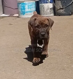 Mbwa Mzazi wa Boerboel Kiume (Miezi 1-3)