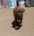 Mbwa Mzazi wa Boerboel Kiume (Miezi 1-3) - 1