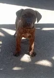 Mbwa Mzazi wa Boerboel Kiume (Miezi 1-3) - 2