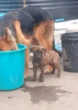 Mbwa Mzazi wa Boerboel Kiume (Miezi 1-3) - 3