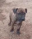 Mbwa Mzazi wa Boerboel Kiume (Miezi 1-3) - 4