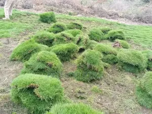 Arabica & Kikuyu Carpet Grass - Kiambu