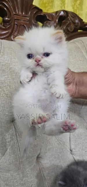 Purebred Persian Kitten - 1-3 Months