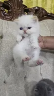 Purebred Persian Kitten - 1-3 Months - 2