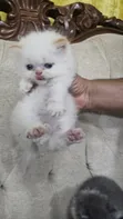 Purebred Persian Kitten - 1-3 Months - 3