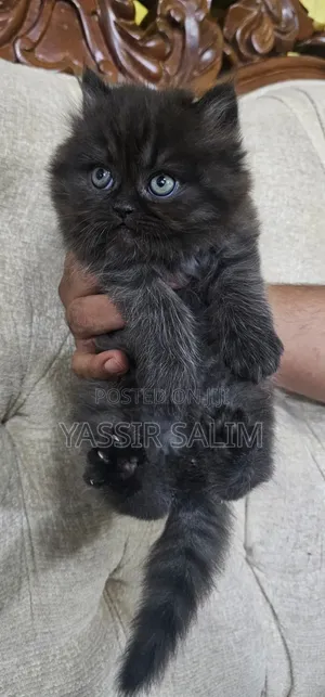 Purebred Persian Kitten - 1-3 Months Male