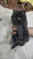 Purebred Persian Kitten - 1-3 Months Male - 2