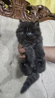 Purebred Persian Kitten - 1-3 Months Male - 3