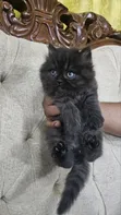 Purebred Persian Kitten - 1-3 Months Male - 4