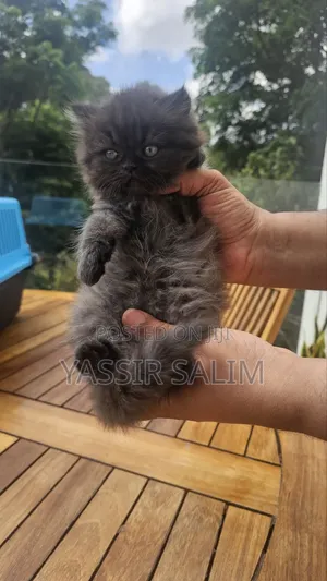 Purebred Persian Kitten - 1-3 Months Old