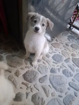 Mbwa Mchanganyiko wa Kiume wa Chihuahua/Maltese