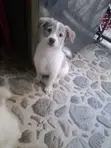 Mbwa Mchanganyiko wa Kiume wa Chihuahua/Maltese - 1