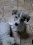 Mbwa Mchanganyiko wa Kiume wa Chihuahua/Maltese - 2
