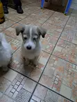 Mbwa Mchanganyiko wa Kiume wa Chihuahua/Maltese - 3