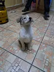 Mbwa Mchanganyiko wa Kiume wa Chihuahua/Maltese - 4