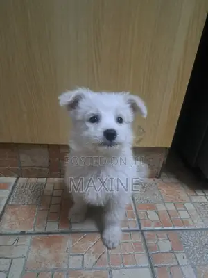 Mbwa Mchanga wa Kike wa Mwezi 3 wa Mchanganyiko wa Maltese