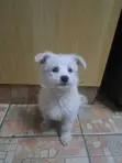 Mbwa Mchanga wa Kike wa Mwezi 3 wa Mchanganyiko wa Maltese - 1