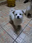 Mbwa Mchanga wa Kike wa Mwezi 3 wa Mchanganyiko wa Maltese - 2