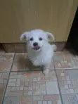 Mbwa Mchanga wa Kike wa Mwezi 3 wa Mchanganyiko wa Maltese - 3