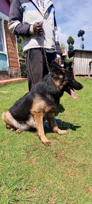 Kibwa Safi cha German Shepherd - Dume Mzima wa Mwaka 1+