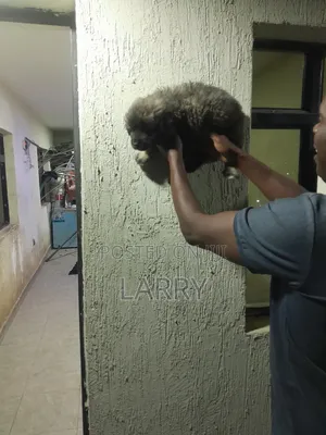 Purebred Caucasian Shepherd Puppy - 1-3 Months