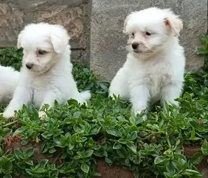 Purebred Havanese Puppies - 1-3 Months Old