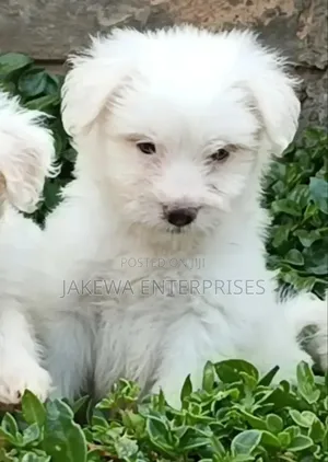 Mbwa Mchanga wa Havanese Safi wa Kike (Miezi 1-3)