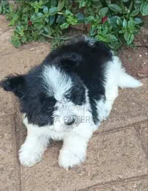 Mbwa Mwanama Havanese Safi - Mume Mwenye Miezi 1-3