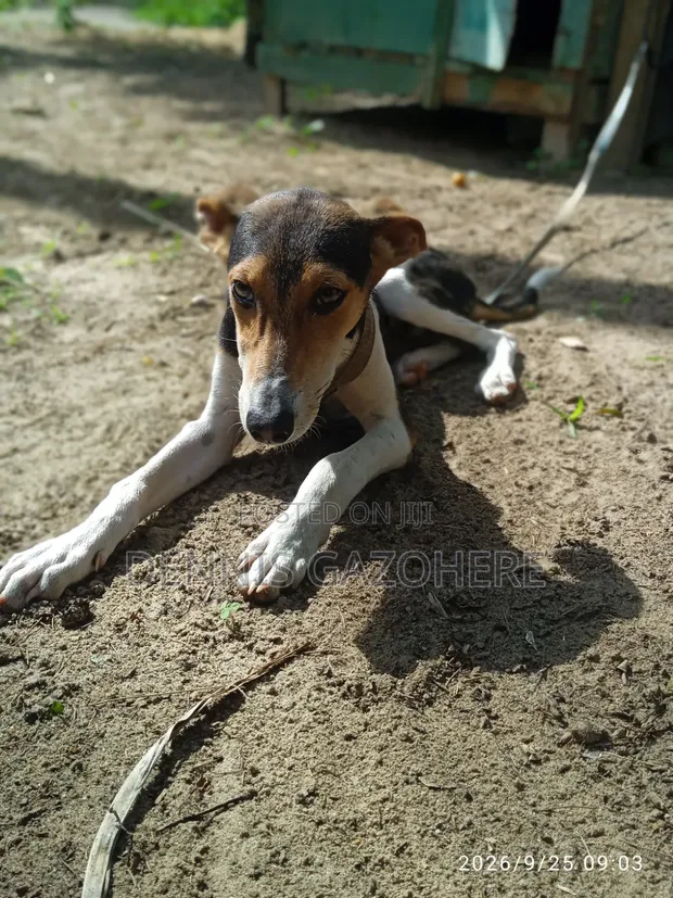 Male Mixed Breed Afghan Hound Puppy, 3-6 Months - 1