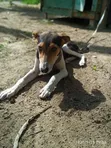 Male Mixed Breed Afghan Hound Puppy, 3-6 Months - 1