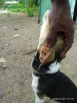 Male Mixed Breed Afghan Hound Puppy, 3-6 Months - 2