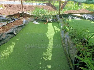 Azolla Seeds/Starter Culture