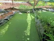 Azolla Seeds/Starter Culture - 1