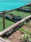 Azolla Seeds/Starter Culture - 2