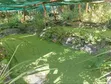 Azolla Seeds/Starter Culture - 3