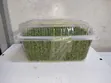 Azolla Seeds/Starter Culture - 4