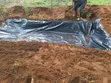 Azolla Seeds/Starter Culture - 5