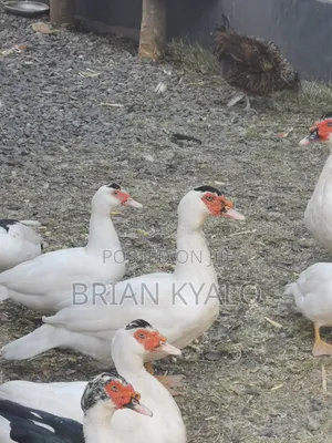 Bata wa Muscovy Wanauzwa
