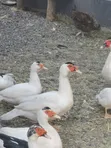 Bata wa Muscovy Wanauzwa - 1