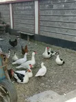 Bata wa Muscovy Wanauzwa - 2