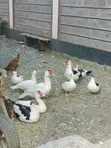 Bata wa Muscovy Wanauzwa - 3