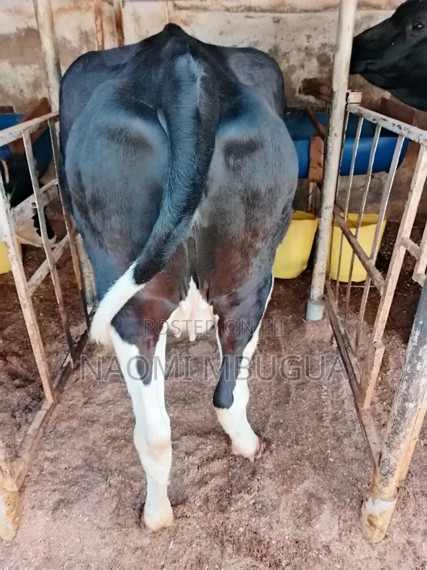 Pedigree Incalf Heifers - 1