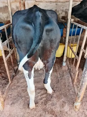 Ng'ombe wa Kike Wana Ujauzito (Incalf Heifers)