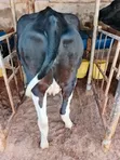 Ng'ombe wa Kike Wana Ujauzito (Incalf Heifers) - 1