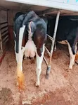 Ng'ombe wa Kike Wana Ujauzito (Incalf Heifers) - 2