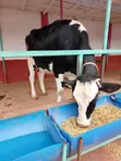 Ng'ombe wa Kike Wana Ujauzito (Incalf Heifers) - 3