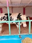 Ng'ombe wa Kike Wana Ujauzito (Incalf Heifers) - 4