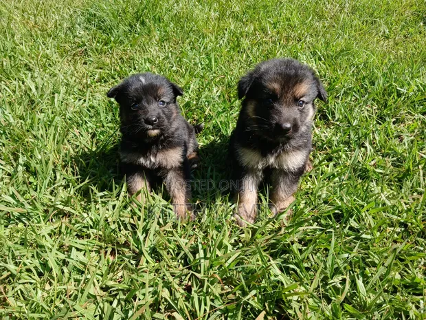 1-3 Month Male Purebred German Shepherd Puppy - 1