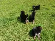 1-3 Month Male Purebred German Shepherd Puppy - 2